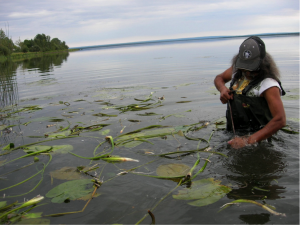 Bigstone Cree Nation Elder harvesting lily root.