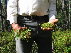 Bigstone Cree Nation healer harvesting Labrador/muskeg tea and creeping wintergreen.