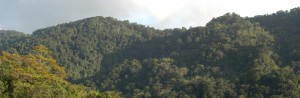 Rainforest, Trinidad. Source: Andrew Hendry