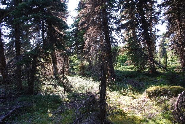 Bosque de Wemindji. Fuente: Katherine Scott.